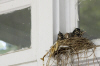 5/19 - Our babies finally hatched in their nest above our front door.