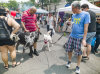 6/2 - Lunch at the Tarrytown street fair was great.