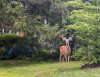 8/6 - Deer are pretty much just always hanging around in Westchester.