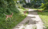 8/27 - Baby triplets walking with me for lunch.