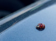 A Ladybug on the Car
