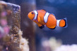 Clown Fish