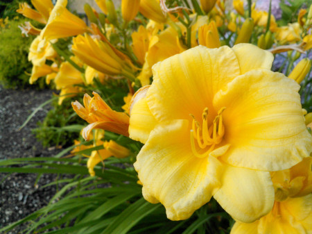 Yellow Flowers