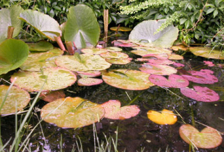 Lily Pads